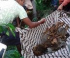 18 tahun menghilang, jenazah Harun Alrasyid ditemukan di kebun kopi