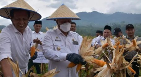 Kelompok Tani di Aceh Tengah Sukses Budidaya Jagung Pioner 32