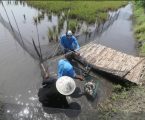 Aceh Tengah galakkan budidaya perikanan mina padi dan kolam terpal