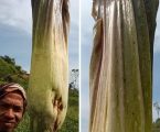 Bunga Bangkai Raksasa Tumbuh di Kebun Kopi Warga di Bener Meriah