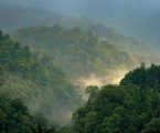 Taman Nasional Gunung Leuser, Rumah Bagi Flora Fauna Langka