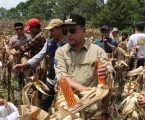 Pj Bupati Mirzuan Panen Jagung di Kampung Mulie Jadi