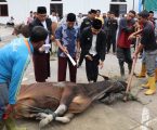 Usai Shalat Ied Kapolres Aceh Tengah Saksikan Penyembelihan Hewan Qurban